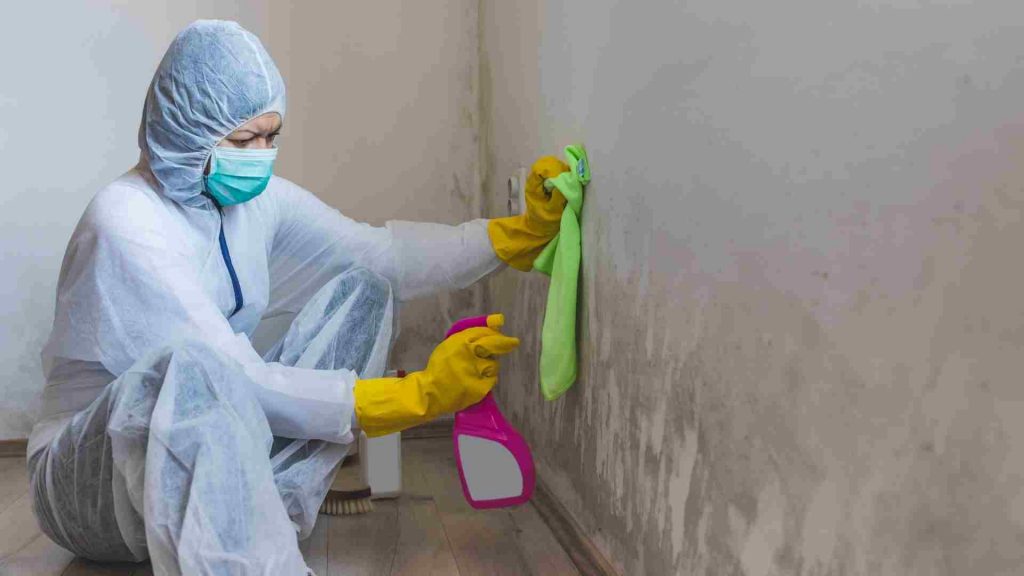 Mold Removal Services